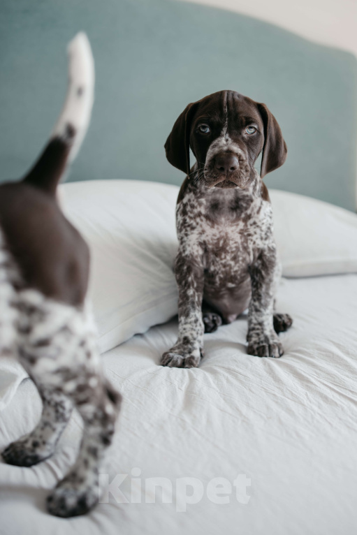 Собаки в Балашихе: Щенок курцхаара мальчик Мальчик, Бесплатно - фото 2