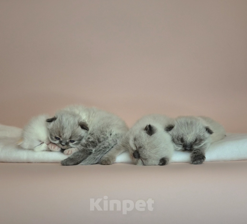 Кошки в Москве: Экзотические короткошерстные котята Девочка, Бесплатно - фото 6