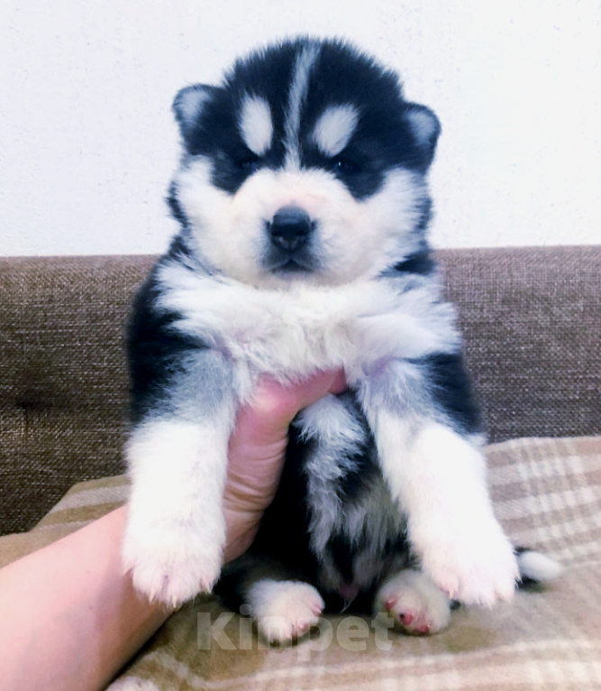 Собаки в Салехарде: Хаски Щенки Разных окрасов Разнополые, Бесплатно - фото 1