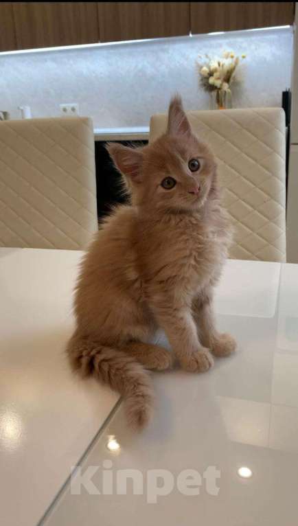 Кошки в Москве: Роскошная девочка мейн-кун крем  Девочка, 50 000 руб. - фото 4