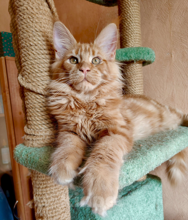 Кошки в Москве: Очаровательный лохматый рыжик Мальчик, 65 000 руб. - фото 3