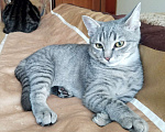 Кошки в Краснодаре: Котенок ищет хозяина Мальчик, 10 руб. - фото 6