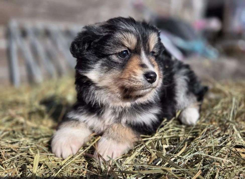Собаки в других городах Московской области: миниатюрная американская овчарка Девочка, 90 000 руб. - фото 3