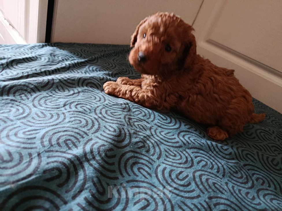 Собаки в Мытищах: Щенки миниатюрного пуделя Девочка, 100 000 руб. - фото 9