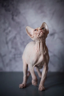 Объявление: Купить котенка Канадский сфинкс. ЗаМурчательные морщинки., Бесплатно, Москва