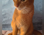 Кошки в Москве: Абиссинский котик соррель, вязка Мальчик, 9 000 руб. - фото 1
