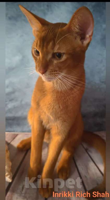 Кошки в Москве: Абиссинский котик соррель, вязка Мальчик, 9 000 руб. - фото 1