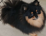 Собаки в Пензе: Шпиц померанский вязка Мальчик, Бесплатно - фото 2