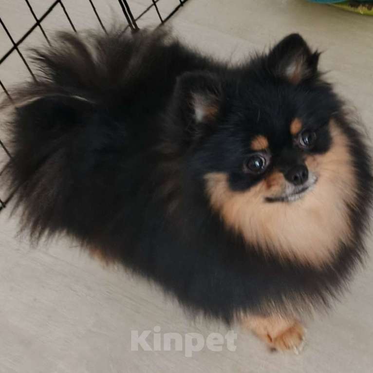 Собаки в Пензе: Шпиц померанский вязка Мальчик, Бесплатно - фото 2