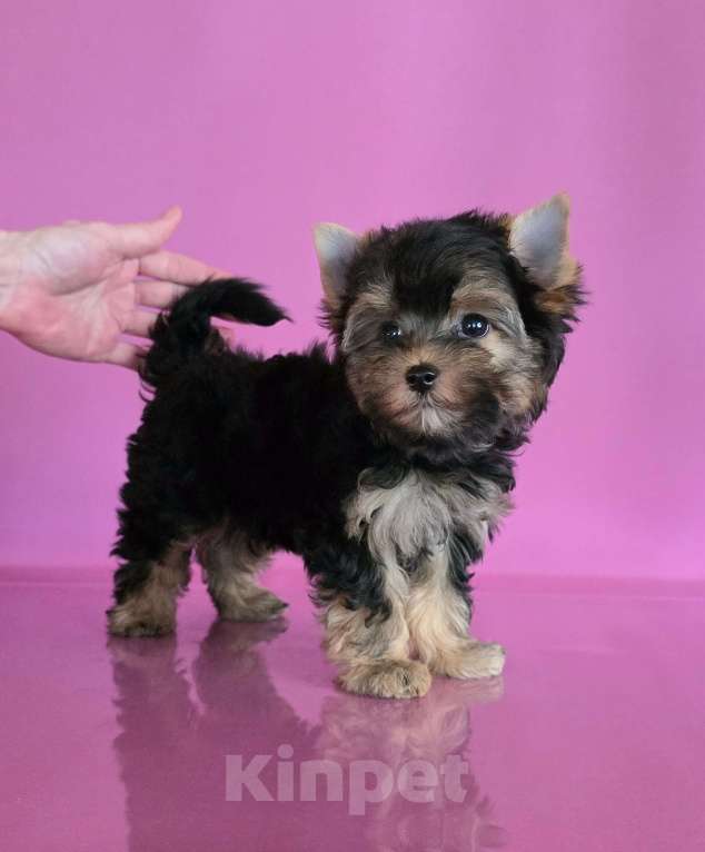 Собаки в Раменском: Красотка Девочка, 45 000 руб. - фото 2