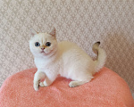 Кошки в Санкт-Петербурге: Золотая шиншилла пойнт Девочка, 25 000 руб. - фото 4