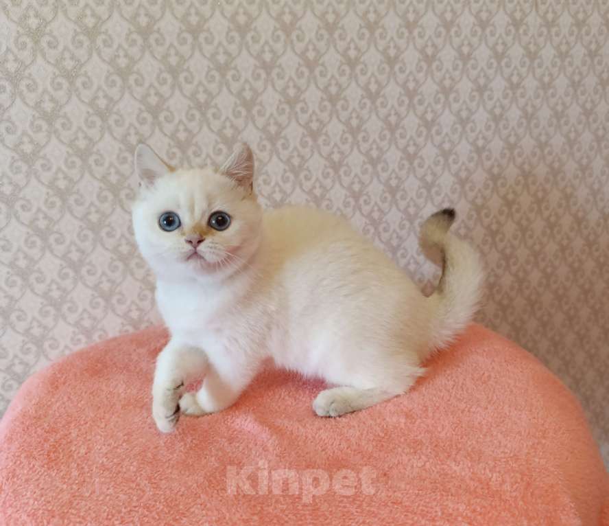 Кошки в Санкт-Петербурге: Золотая шиншилла пойнт Девочка, 25 000 руб. - фото 4