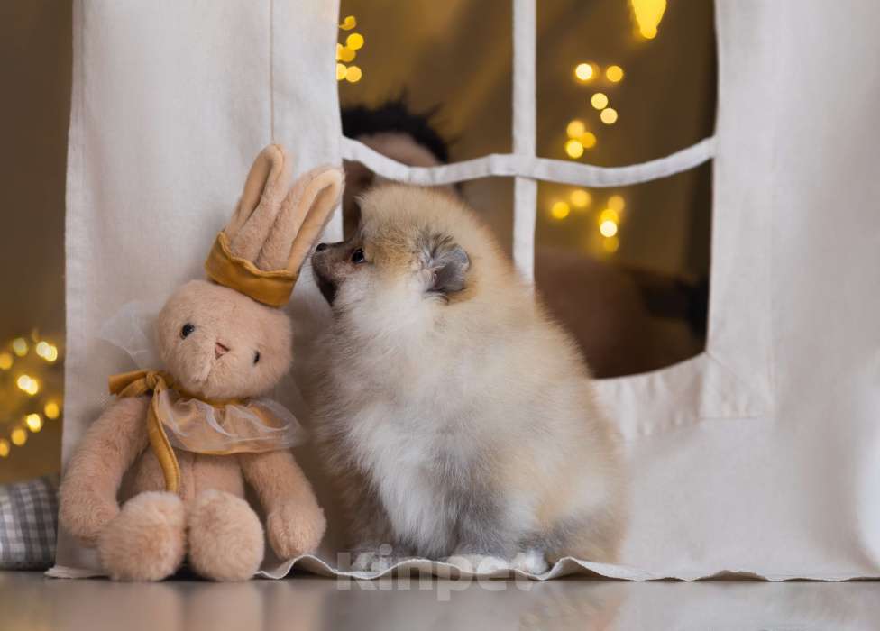 Собаки в Магнитогорске: Мальчики красавчики Мальчик, 30 000 руб. - фото 3