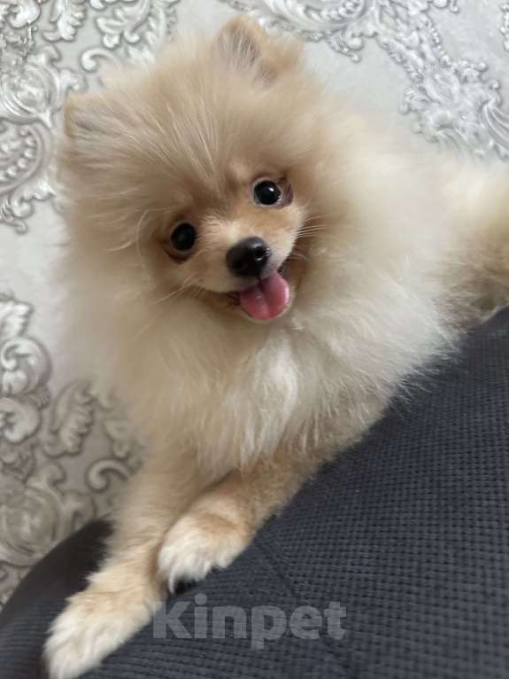 Собаки в Калининграде: Померанский шпиц  Мальчик, 28 000 руб. - фото 6