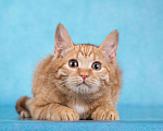 Кошки в Москве: Очаровательные рыжие котята ищут дом Девочка, Бесплатно - фото 1