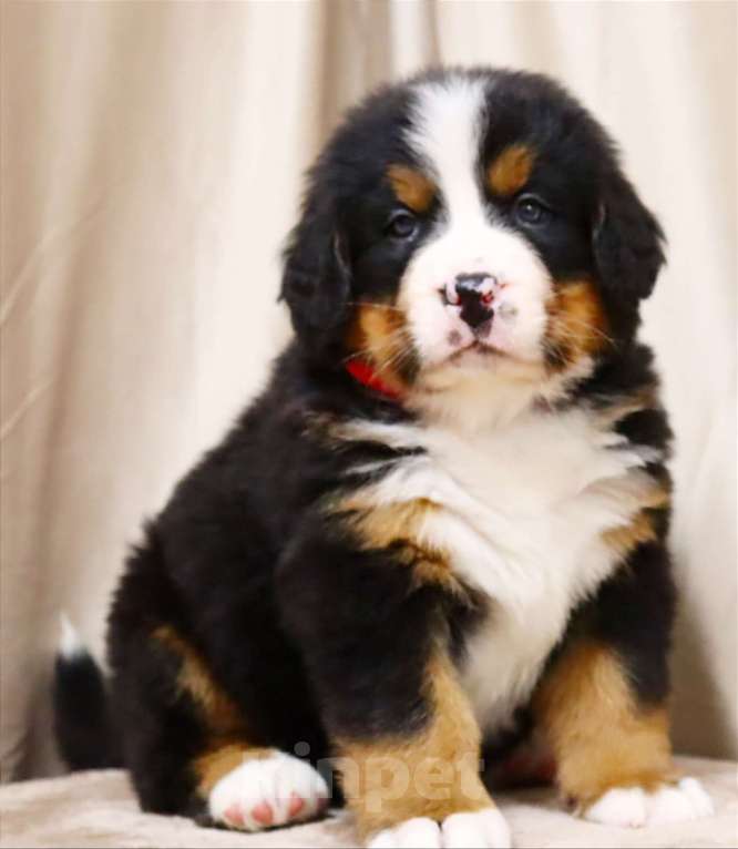 Собаки в Москве: Щенки Бернского зенненхунда Мальчик, Бесплатно - фото 2