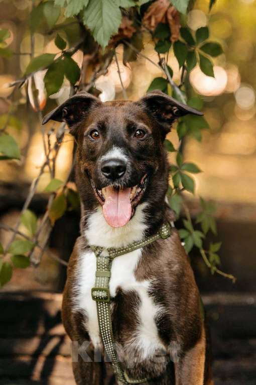 Собаки в Москве: Бадди в поиске родной души! Мальчик, Бесплатно - фото 5