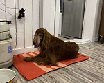 Собаки в Ногинске: Найдена собака Мальчик, Бесплатно - фото 2