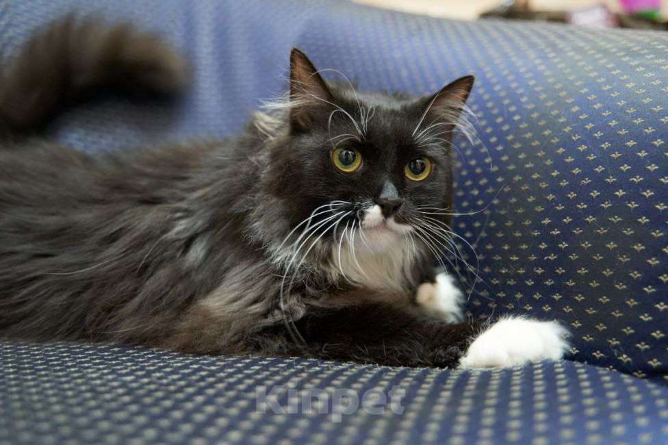 Кошки в Москве: Кошка Урса в добрые руки Девочка, Бесплатно - фото 6