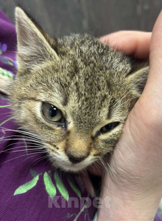 Кошки в Химках: Котенок Мальчик, Бесплатно - фото 4