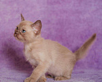 Кошки в Ливны: котята породы Европейская Бурма, 30 000 руб. - фото 9