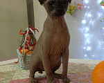 Кошки в Калаче-На-Доне: Канадский сфинкс кот вязка, 3 000 руб. - фото 1