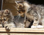 Кошки в Краснодаре: Привезём котёнка даром  в добрые  руки, 1 руб. - фото 1