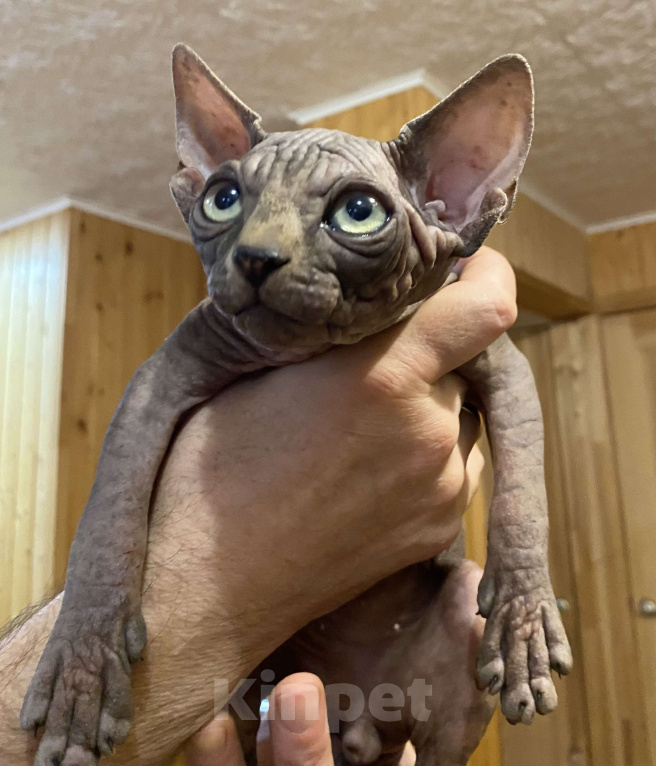 Кошки в Москве: Невероятной харизматичности мальчишка Мальчик, 55 000 руб. - фото 3