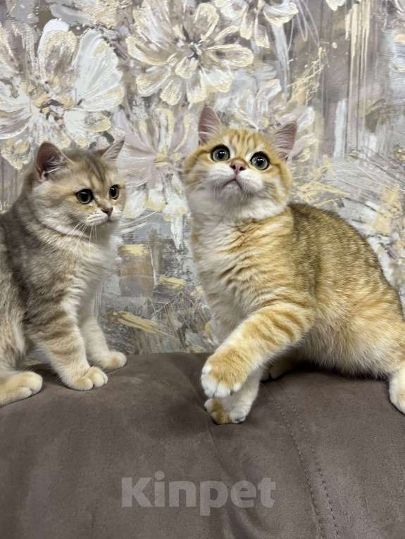 Кошки в Санкт-Петербурге: Голубое золото британская кошечка Девочка, 65 000 руб. - фото 2