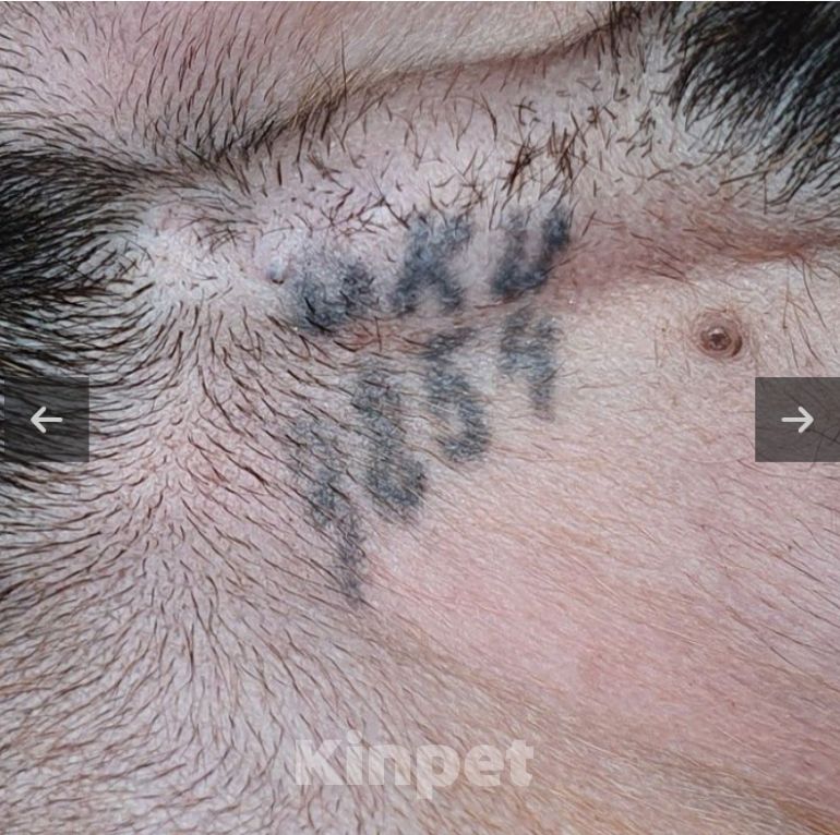 Собаки в Ростове-на-Дону: потерялся питомец! Мальчик, 200 руб. - фото 2