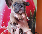 Собаки в Уссурийске: Готовы к продаже щенки французский бульдог Мальчик, 45 000 руб. - фото 4