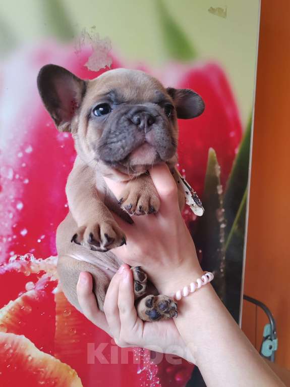 Собаки в Уссурийске: Готовы к продаже щенки французский бульдог Мальчик, 45 000 руб. - фото 4
