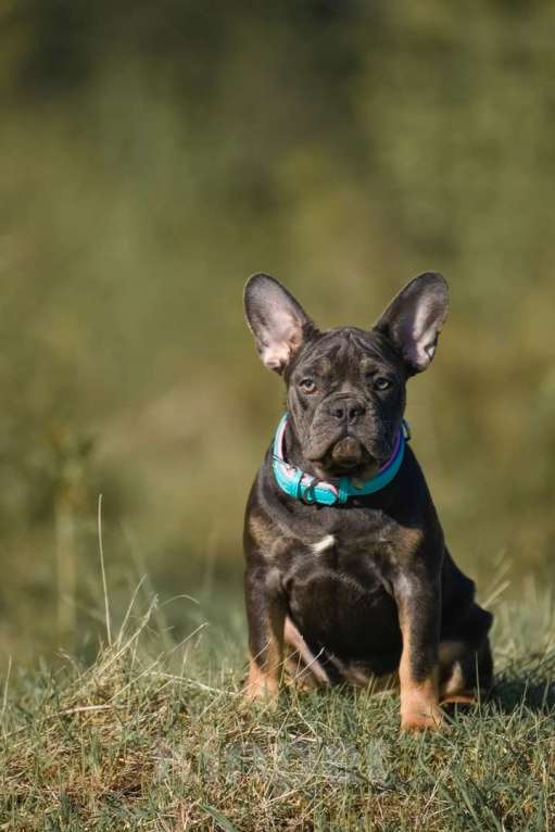 Собаки в Москве: щенки французского бульдога девочки голубой подпал  Девочка, 50 000 руб. - фото 3