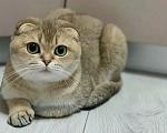 Кошки в Москве: Королевна ищет новый дом и ответственных людей Девочка, 15 000 руб. - фото 6