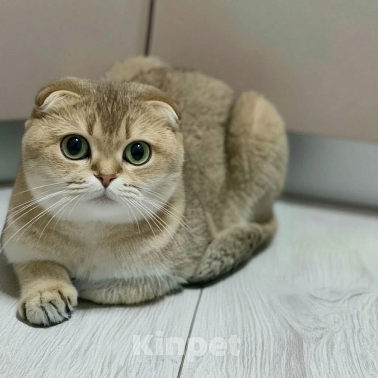 Кошки в Москве: Королевна ищет новый дом и ответственных людей Девочка, 15 000 руб. - фото 6