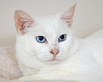 Кошки в Москве: Белоснежная красавица Зефирка ждёт своего человека Девочка, 347 руб. - фото 2