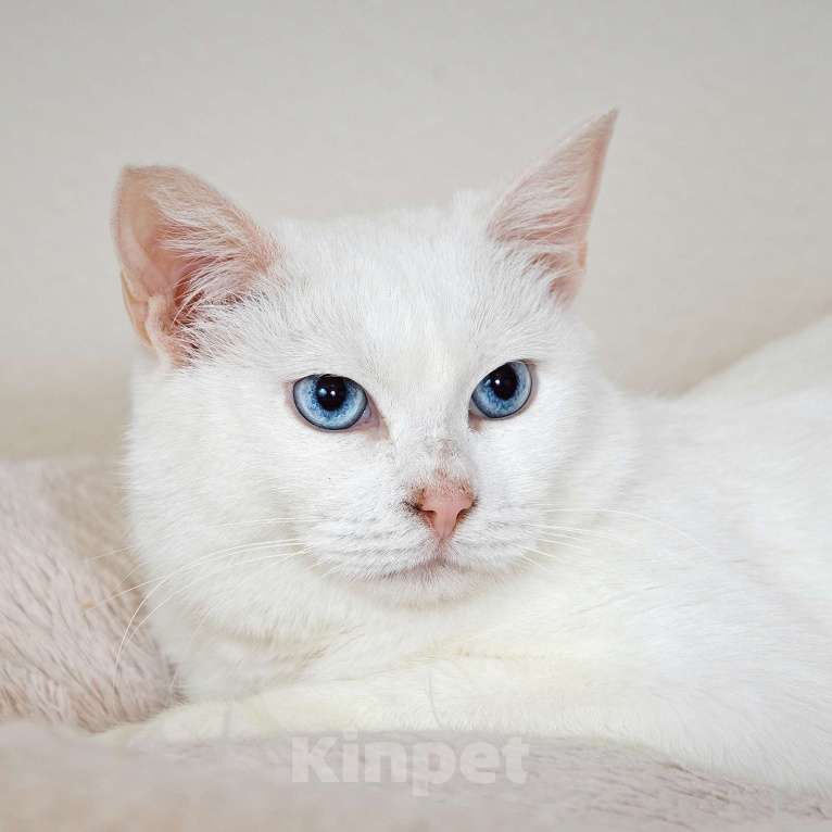Кошки в Москве: Белоснежная красавица Зефирка ждёт своего человека Девочка, 347 руб. - фото 2