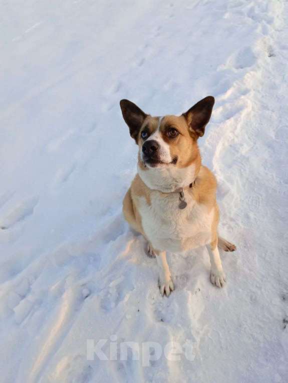 Собаки в Москве: Астра Девочка, Бесплатно - фото 3