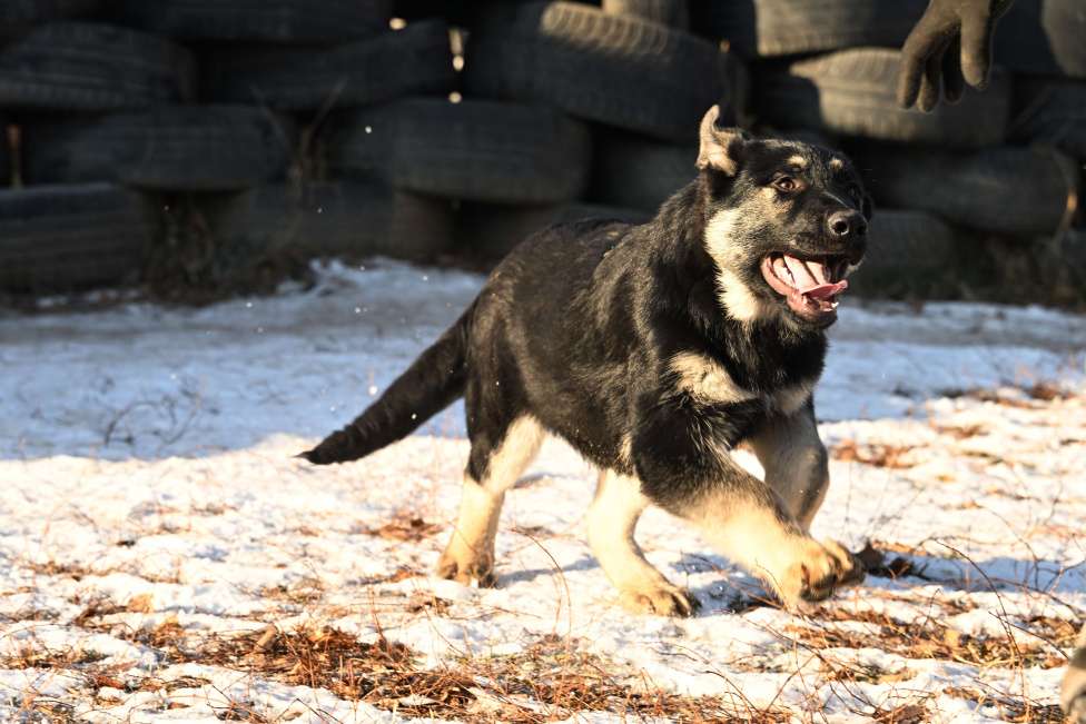 Собаки в Москве: Восточноевропейская овчарка щенки  Мальчик, 60 000 руб. - фото 2