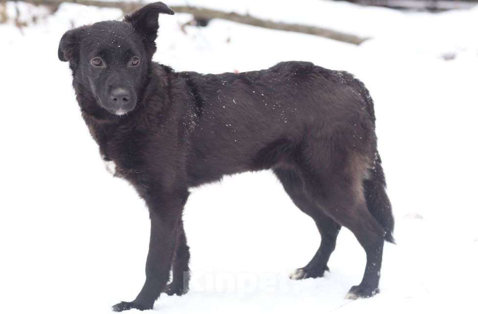 Собаки в Москве: Благородная истинная леди Люся (Люси) в поисках дома, 9 месяцев. Девочка, 1 руб. - фото 2