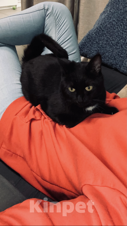 Кошки в Москве: Потерялась Девочка, 10 000 руб. - фото 3