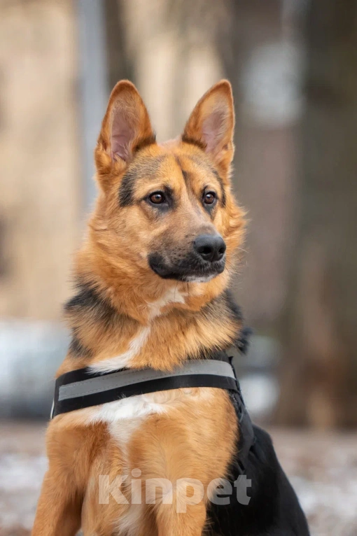 Собаки в Москве: Джой Мальчик, Бесплатно - фото 3