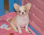 Собаки в Санкт-Петербурге: Девочка чихуахуа  Девочка, 50 000 руб. - фото 7