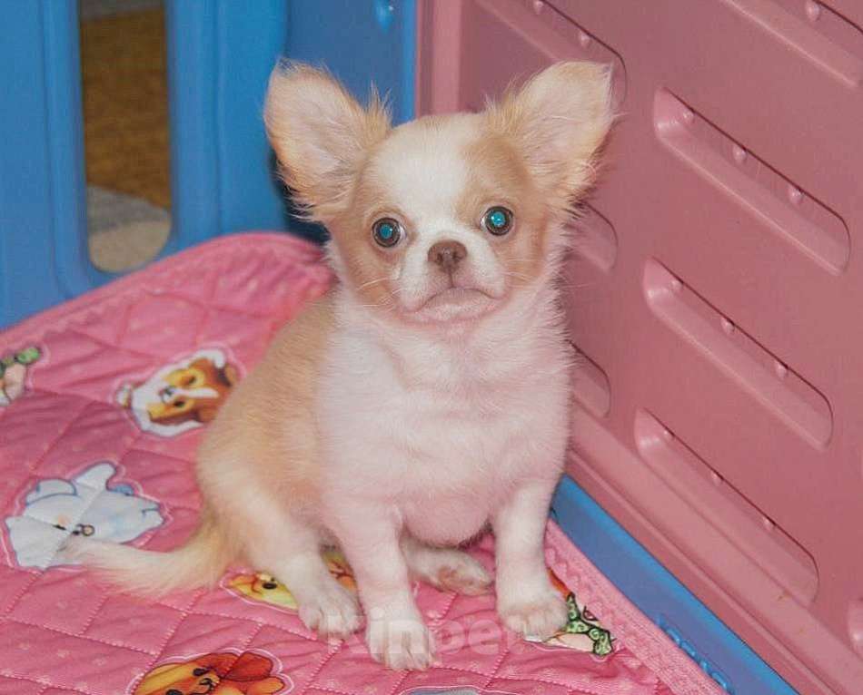 Собаки в Санкт-Петербурге: Девочка чихуахуа  Девочка, 50 000 руб. - фото 7
