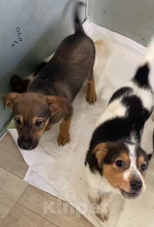 Собаки в Липецке: Щенки из приюта даром Девочка, Бесплатно - фото 3