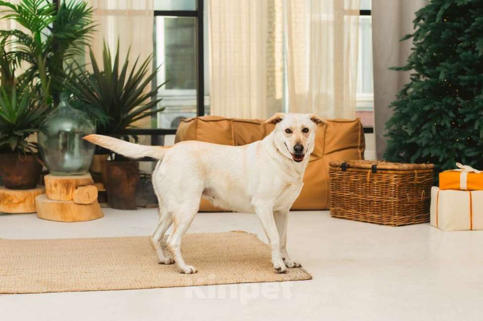 Собаки в Москве: Лабрадуринка Сия ищет дом Девочка, Бесплатно - фото 9