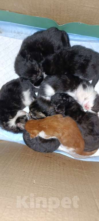 Кошки в других городах Новосибирской области: Котята Мейн-кун  Мальчик, 16 000 руб. - фото 7