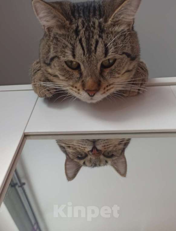 Кошки в Москве: Отдадим в добрые руки Мальчик, Бесплатно - фото 3