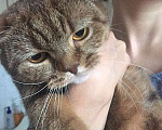 Кошки в Москве: Домашняя кошечка Саванна, породы скоттиш страйт в добрые руки Девочка, 10 руб. - фото 5