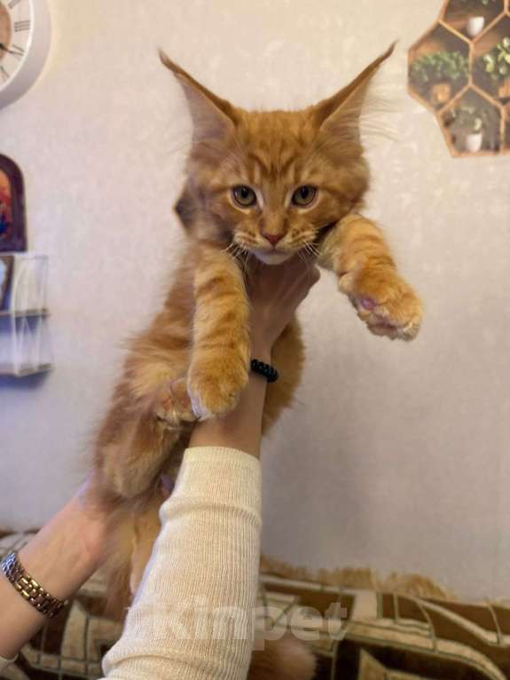 Кошки в Санкт-Петербурге: Котята мейн-кун Мальчик, 49 000 руб. - фото 5